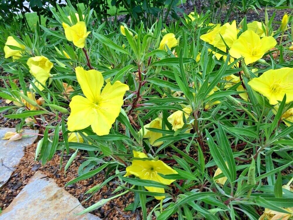 201+Dwarf MISSOURI EVENING PRIMROSE Flower Seeds Drought Groundcover Container