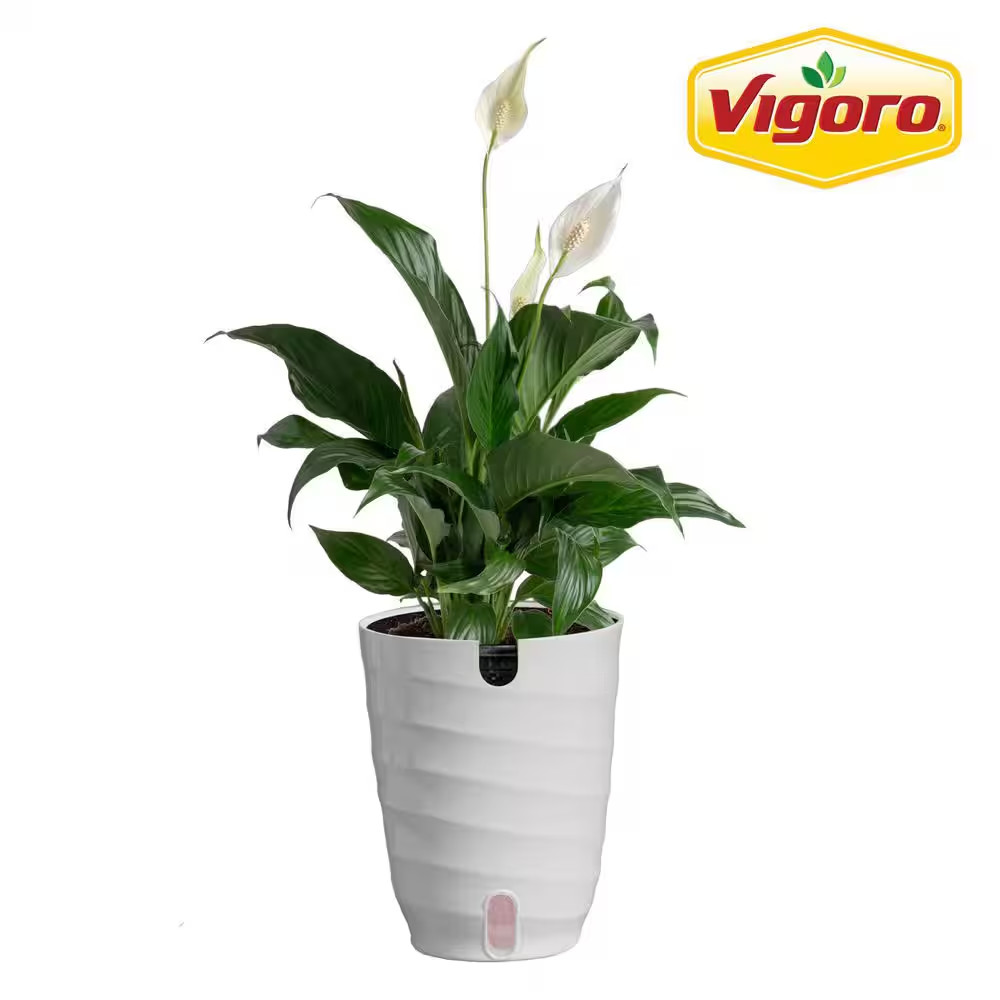 Peace Lily Indoor Plant in 6 In. White Decor Planter, Avg Shipping Height 1-2 Ft