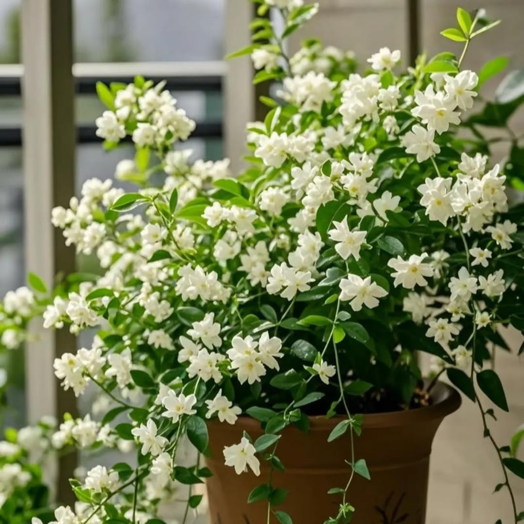 285+ Evergreen Climbing Jasmine Seeds, Perennial Fragrant, Low Maintenance, f…