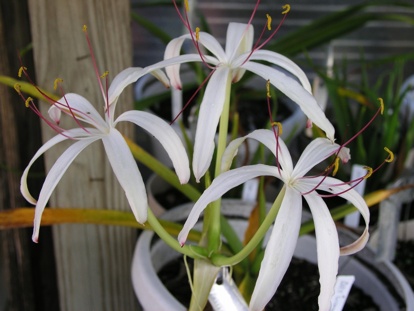 Crinum Lily, Loddigesianum, small-size SPECIES bulb, NEW, RARE