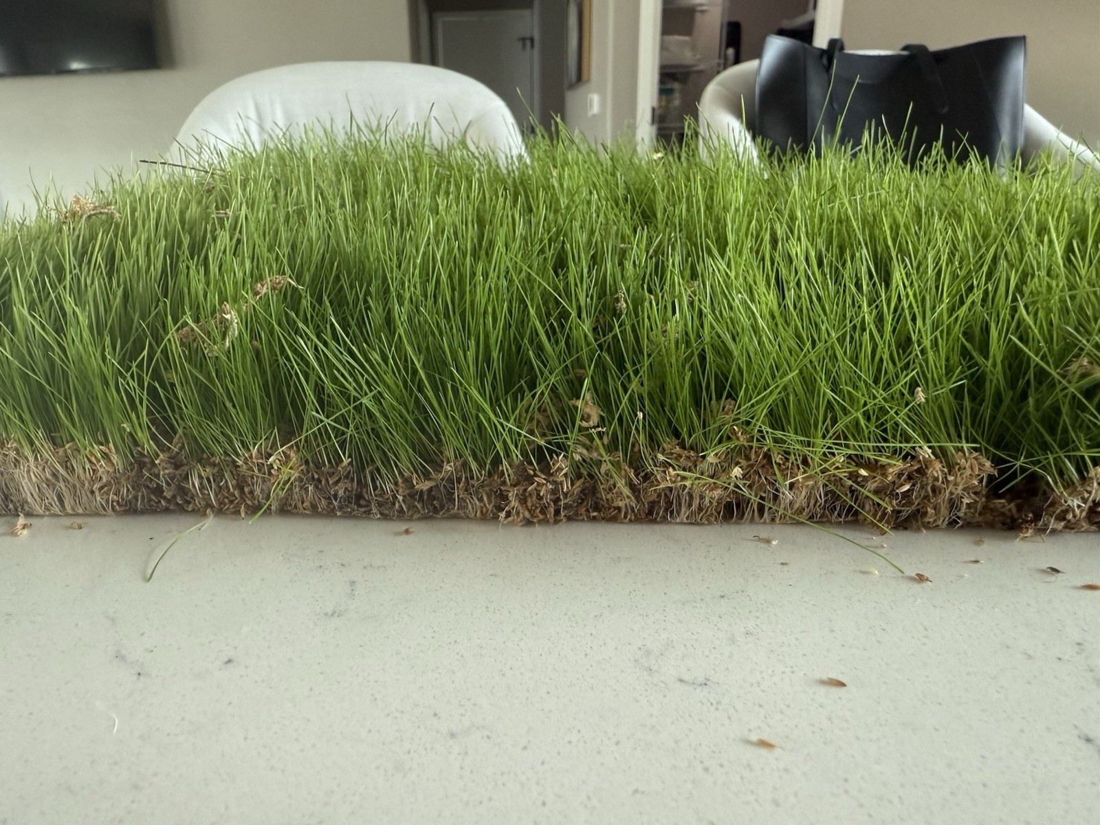 Soilless! Kentucky Blue Grass Sod Strip Root Bound Sod Piece 1’x18” Lawn Care