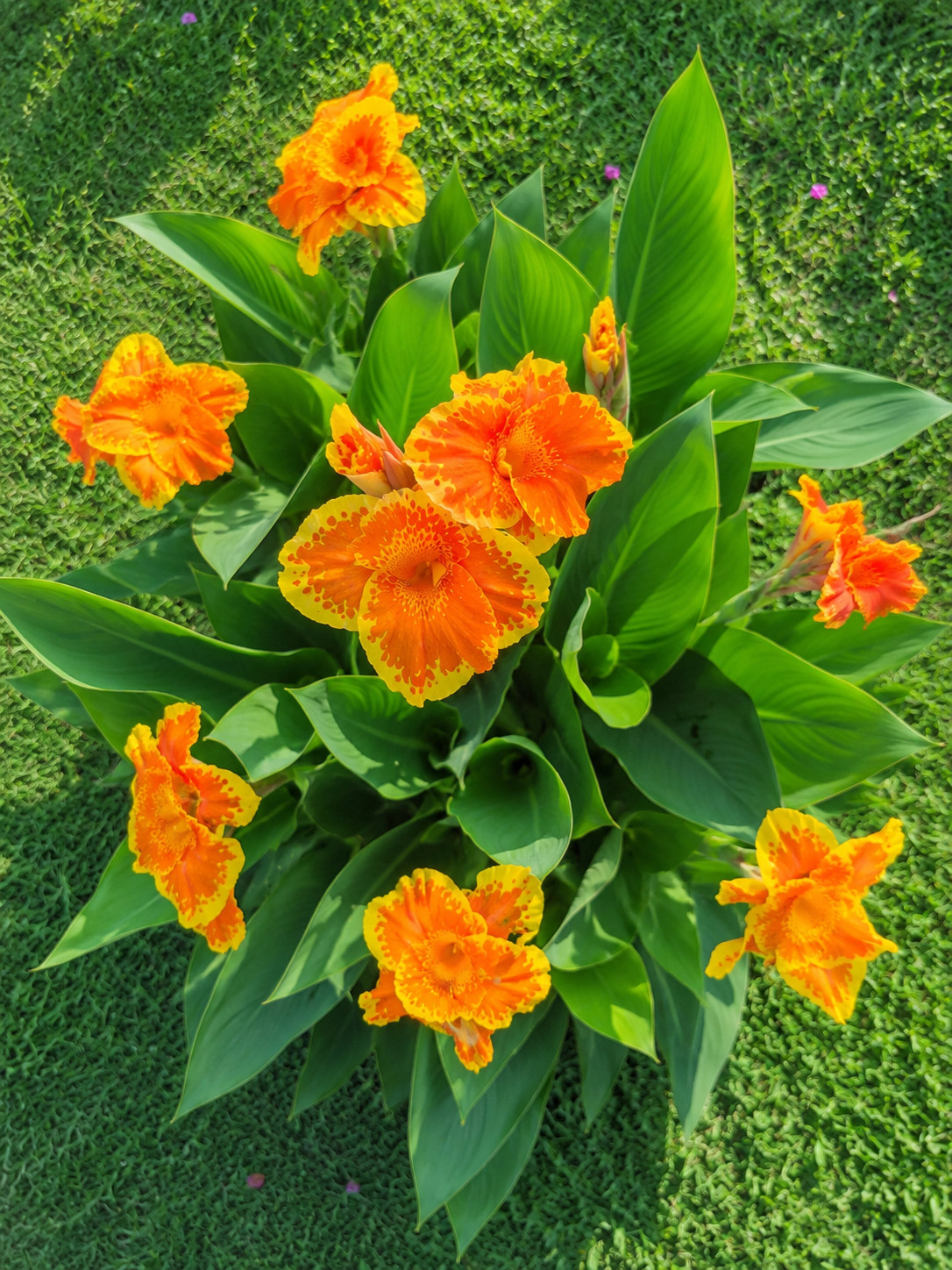 Canna Lily Plant 1 Bulb Yellow King Humbert Rhizome Large Garden Flower Limited
