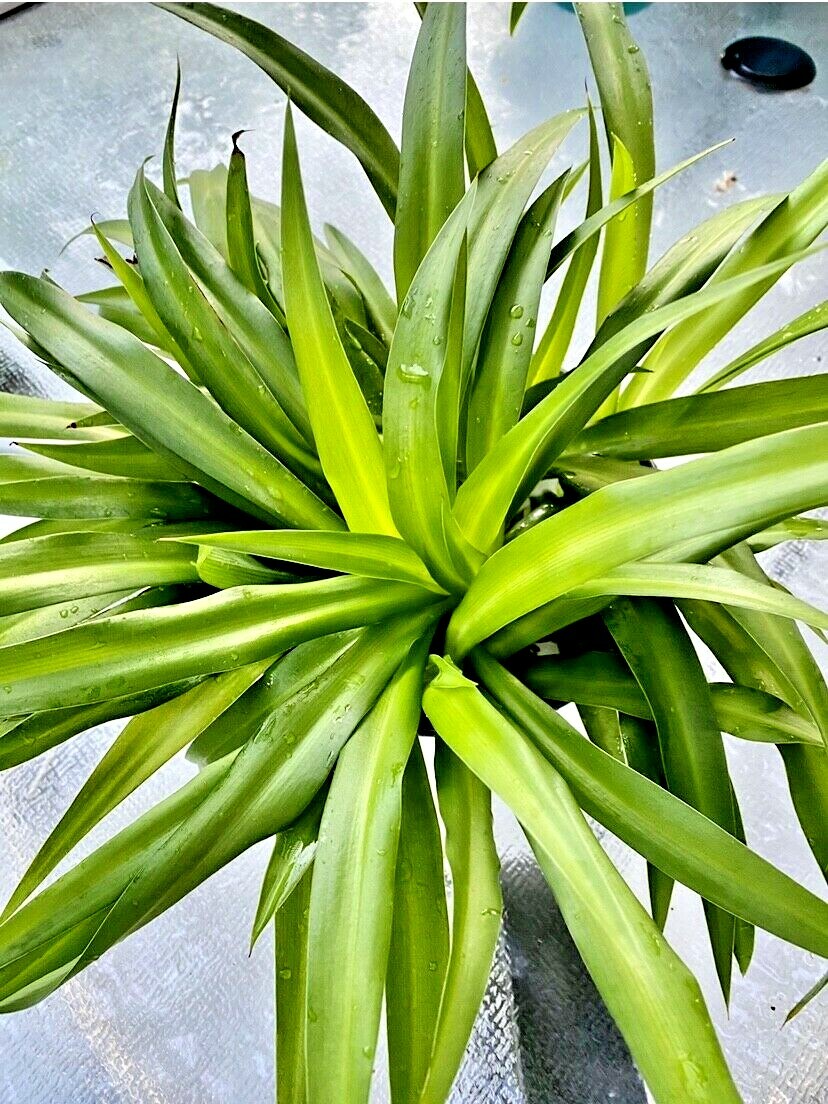 Six of spider house plant rooted-Green Air Clean Plant Hanging Basket