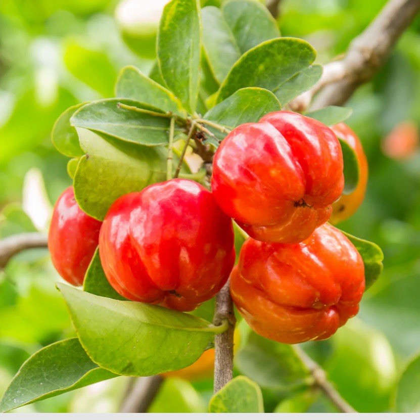 10 Malpighia emarginata Seeds | Acerola Barbados Cherry Tropical Fruit
