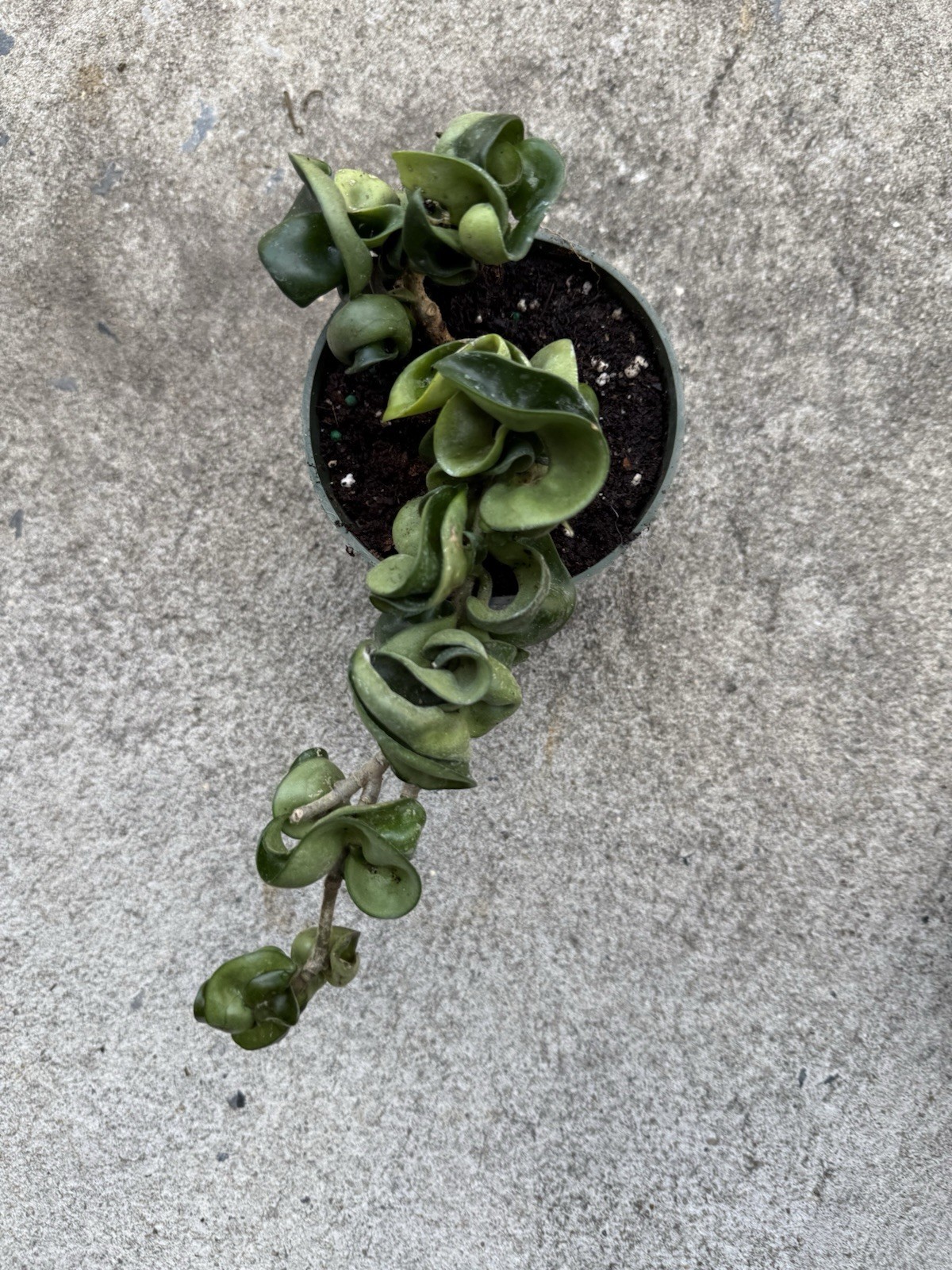 Hoya Indu Rope Plant Well Rooted Plant