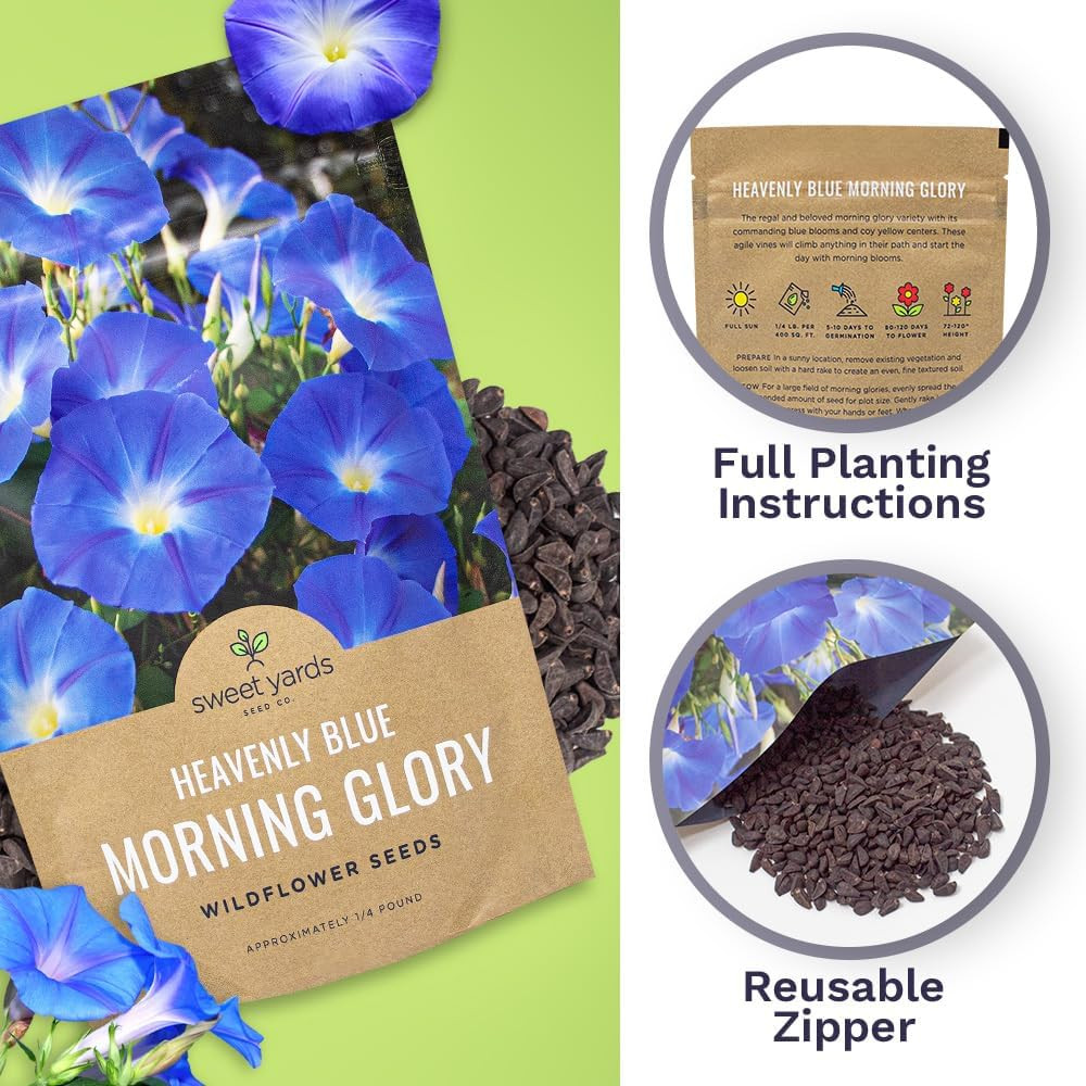 Morning Glory Seeds Heavenly Blue – Bulk 1/4 Pound Bag – over 4,000 Fresh Flower