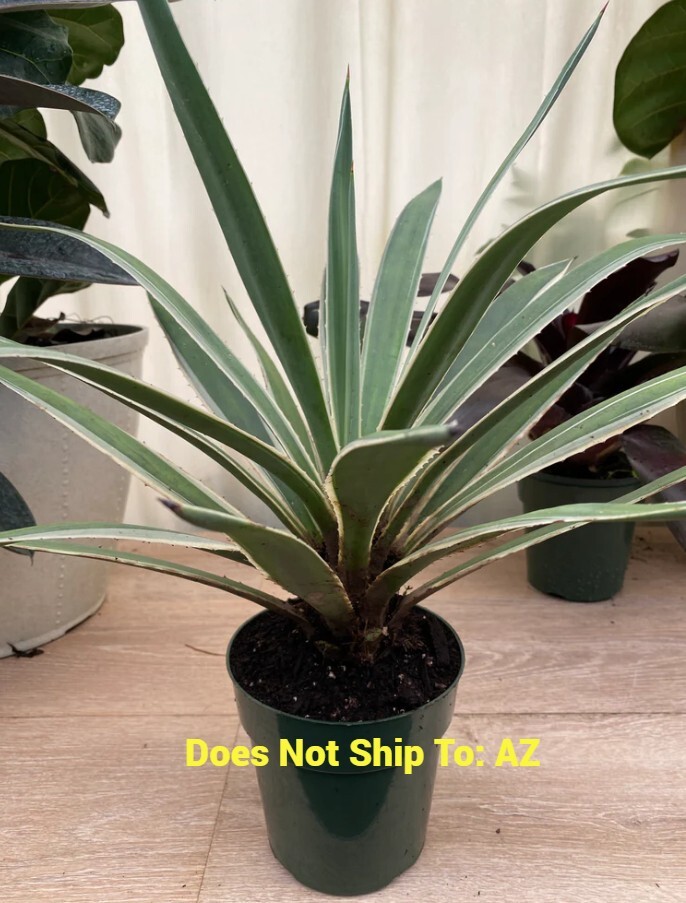 Agave Angustifolia Caribbean Agave Live Plant Outdoor 11-14″ Plant Size 6″ Pot
