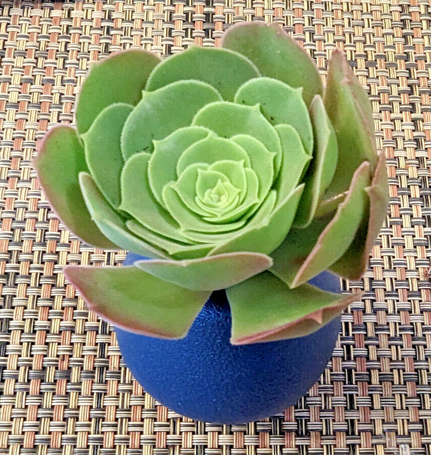 QUARTET (= A SET OF 4 DIFFERENT) AEONIUM CUTTINGS – 2″ (= 5 CM) DIAMETER