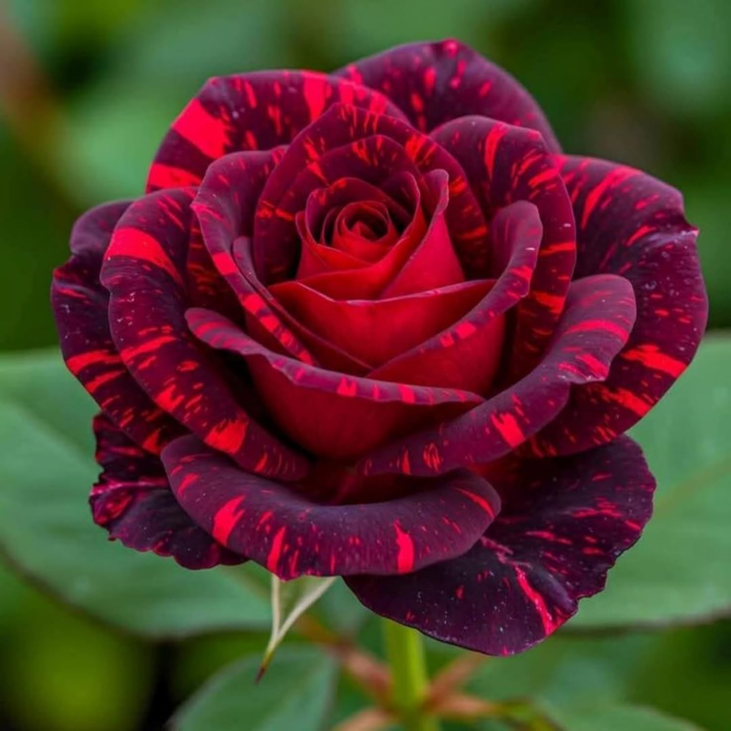 300+ Mixed Rare Rose Seeds for Planting Flower Bush Perennial Shrub Hybrid Rose
