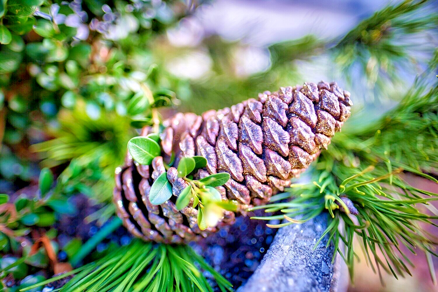Slash Pine Tree | Premium Seeds | Pinus elliottii | Plants’®