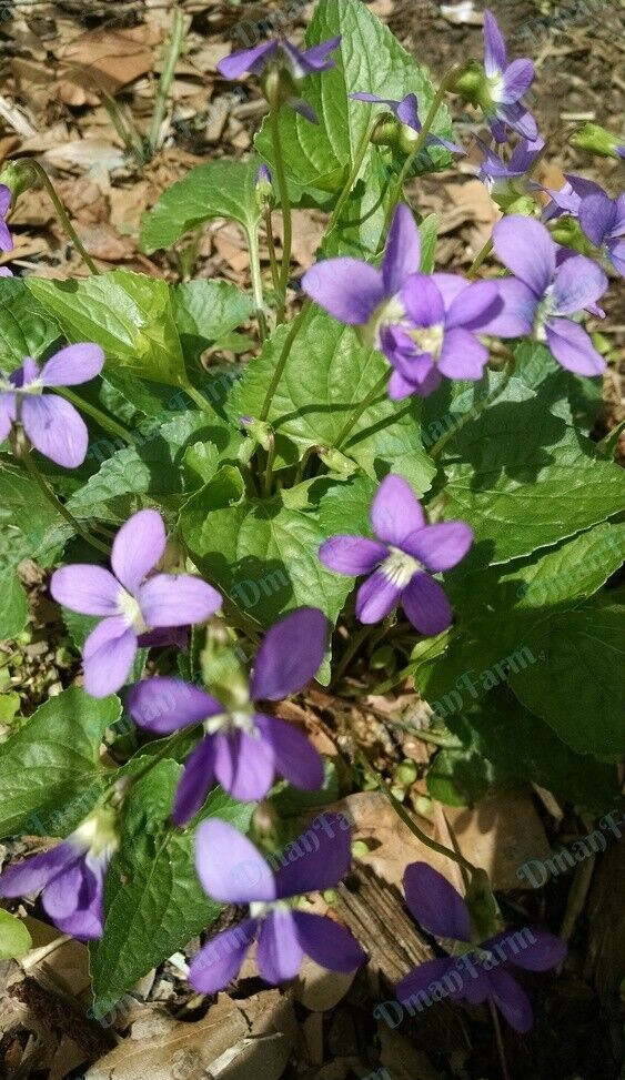 12 Wild Violet Flower Plant Purple Viola, Bareroot Rhizomes Bulbs