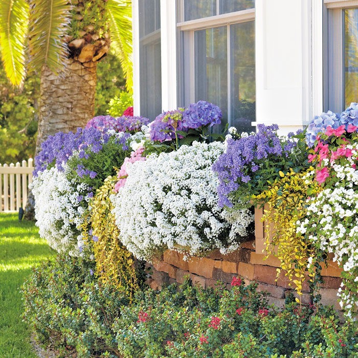 1501+TALL SWEET ALYSSUM Flower Seeds Drought Heat Groundcover Container Easy