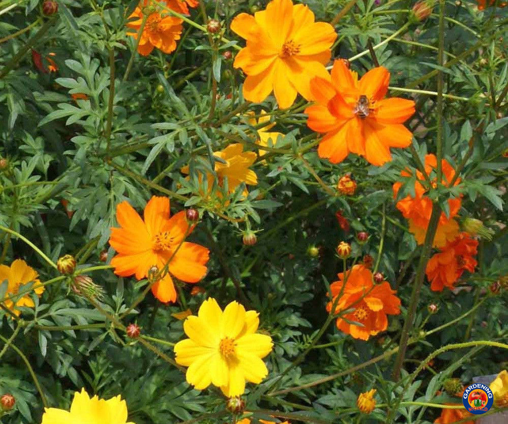 1000 Sulphur Klondike Bright Lights Cosmos Flower SEEDS
