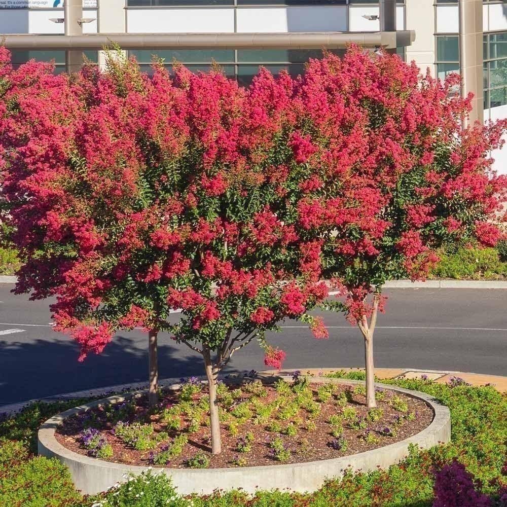 Crape Myrtle Dynamite Red | 2 Inch | Lagerstroemia indica | Flowering Tree