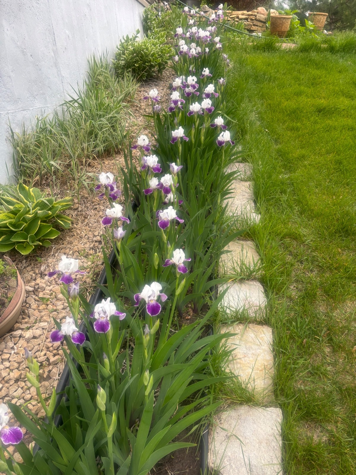6 – MIXED white /purple COLORS BEARDED IRIS Bulbs/Rhizomes FRESH – Perennial