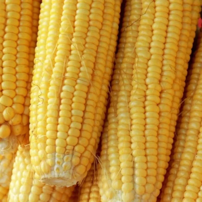 50 Golden Sweet Corn Seeds Classic Yellow Ears for Juicy & Tender Garden Harvest