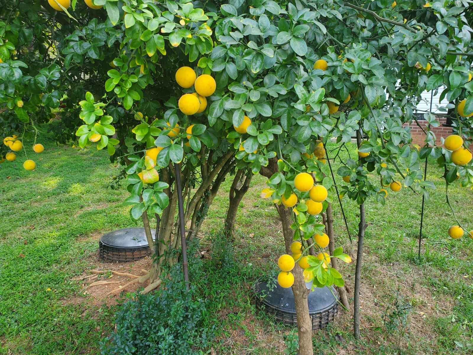 Poncirus Trifoliata Citrus Trifoliate Oranges (10 Ct) Year 2 Seedlings 6-10″ 🍊