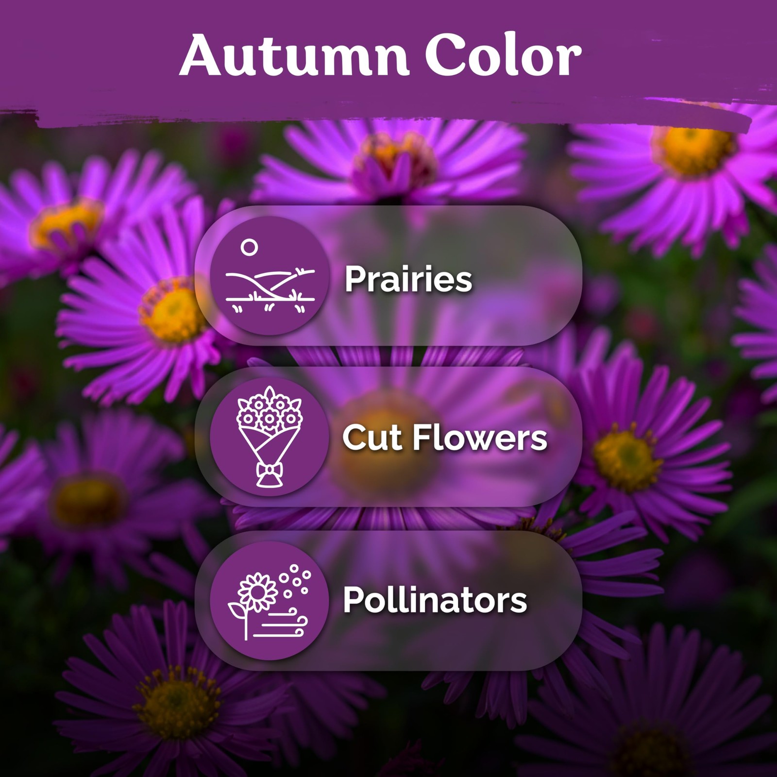 KVITER 600 New England Aster Seeds For Planting (Aster novae)