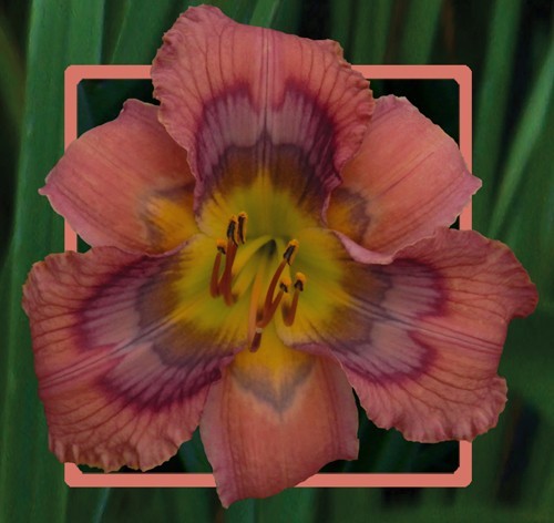 2 Double Bareroot Fans Rainbow Factory Daylily
