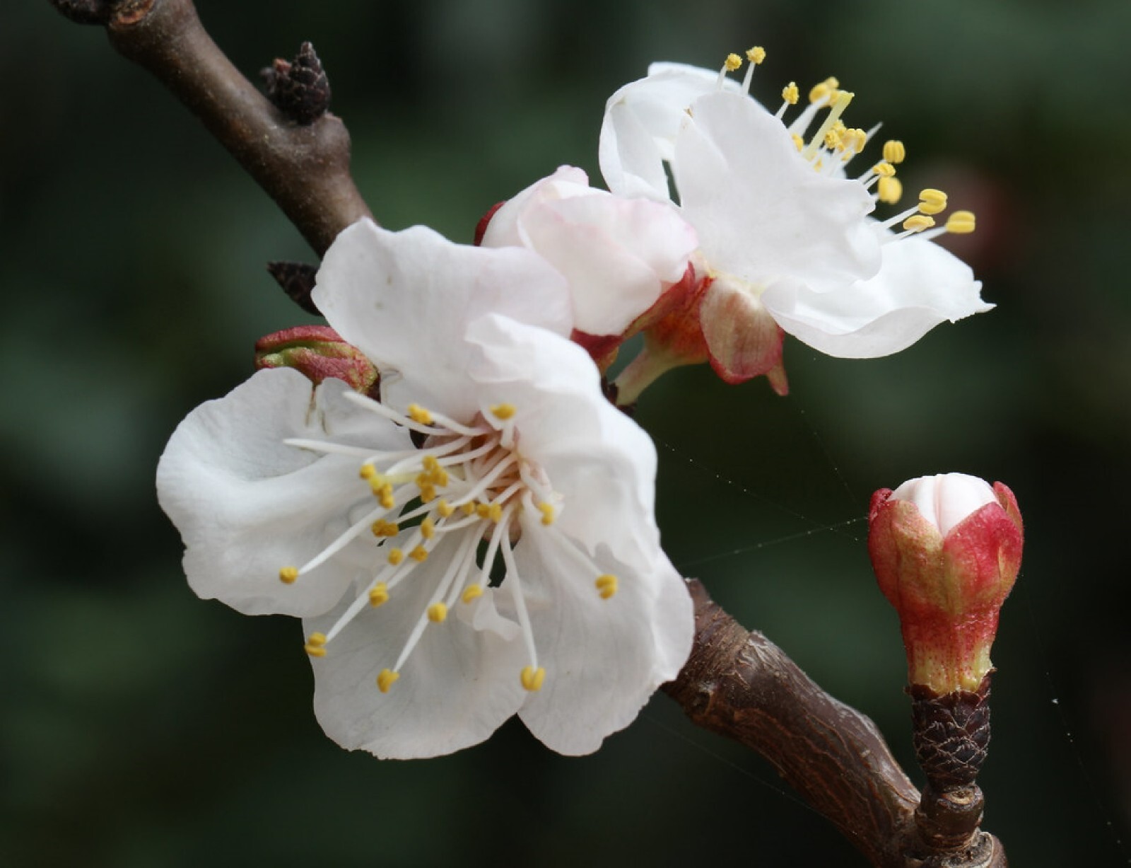 Dwarf Apricot Tree{Prunus armeniaca}Organic 5 Pre-Stratified seeds Free Shipping