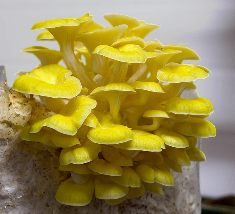 Seeds Mushroom Oyster Lemon Mycelium Spores Organic Non GMO Ukraine