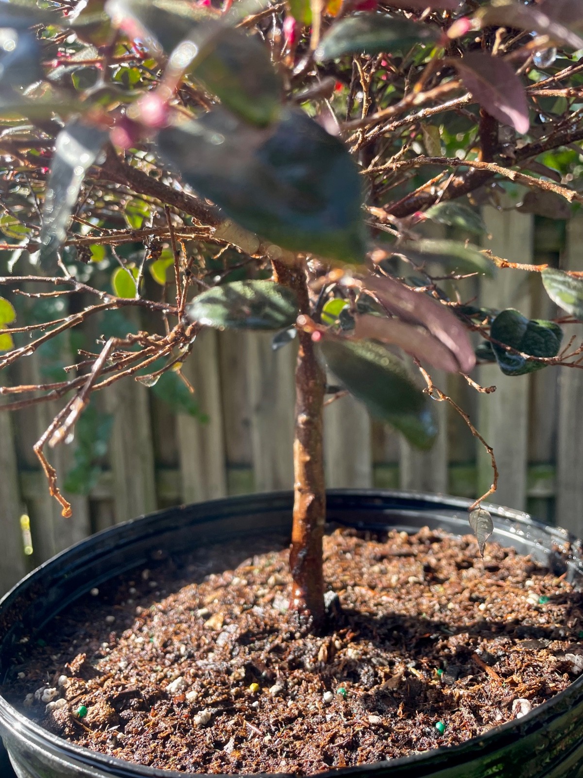 Daruma Dwarf Loropetalum chinese fringe Bonsai Style Tree 6 years