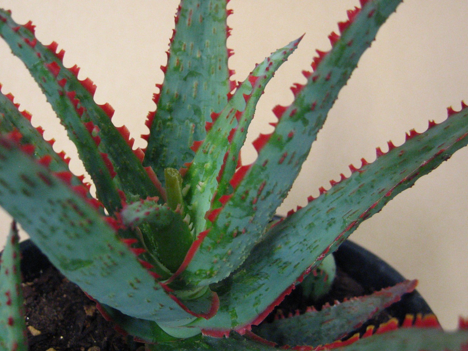 Aloe “Dracula’s Blood” Hybrid — Rare Succulent With 4 Offsets SUMMER SALE!!
