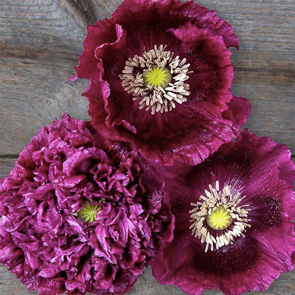 Tall Dark Purple Black Beauty Poppy Seeds – 300 Fresh Flower Seeds for Planting