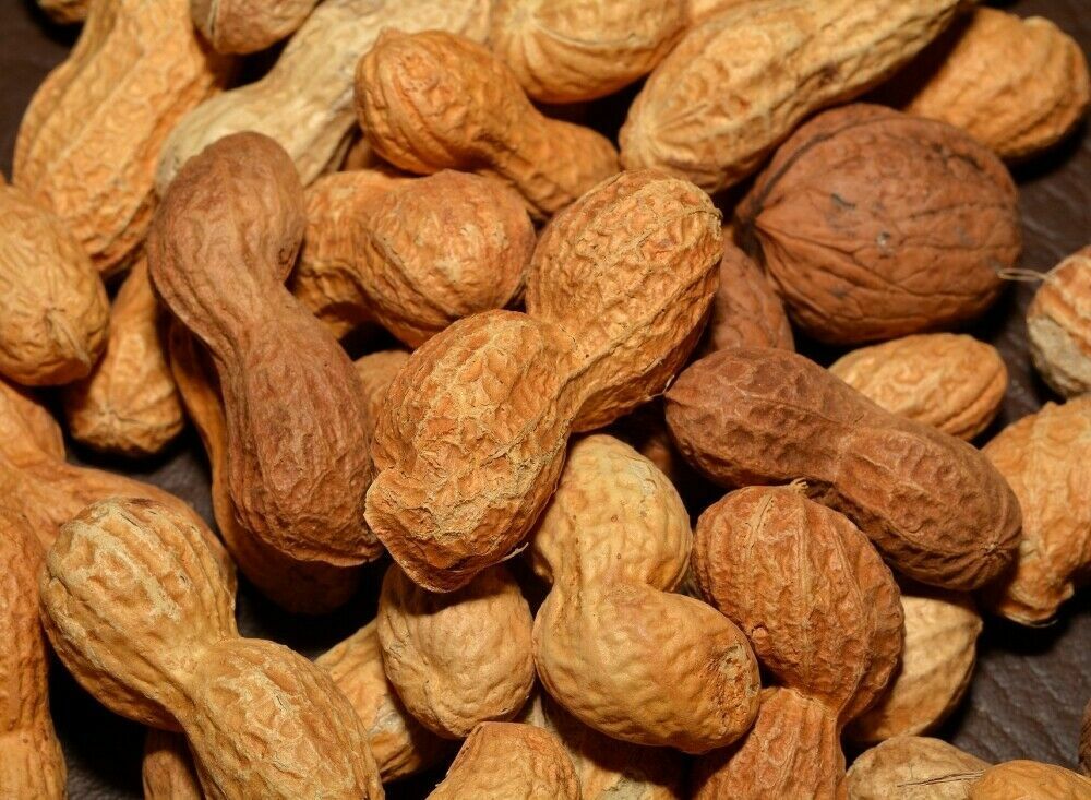 Peanut Seed: Georgia Peanut Seeds 15+ Seeds Fresh Seed FREE Shipping