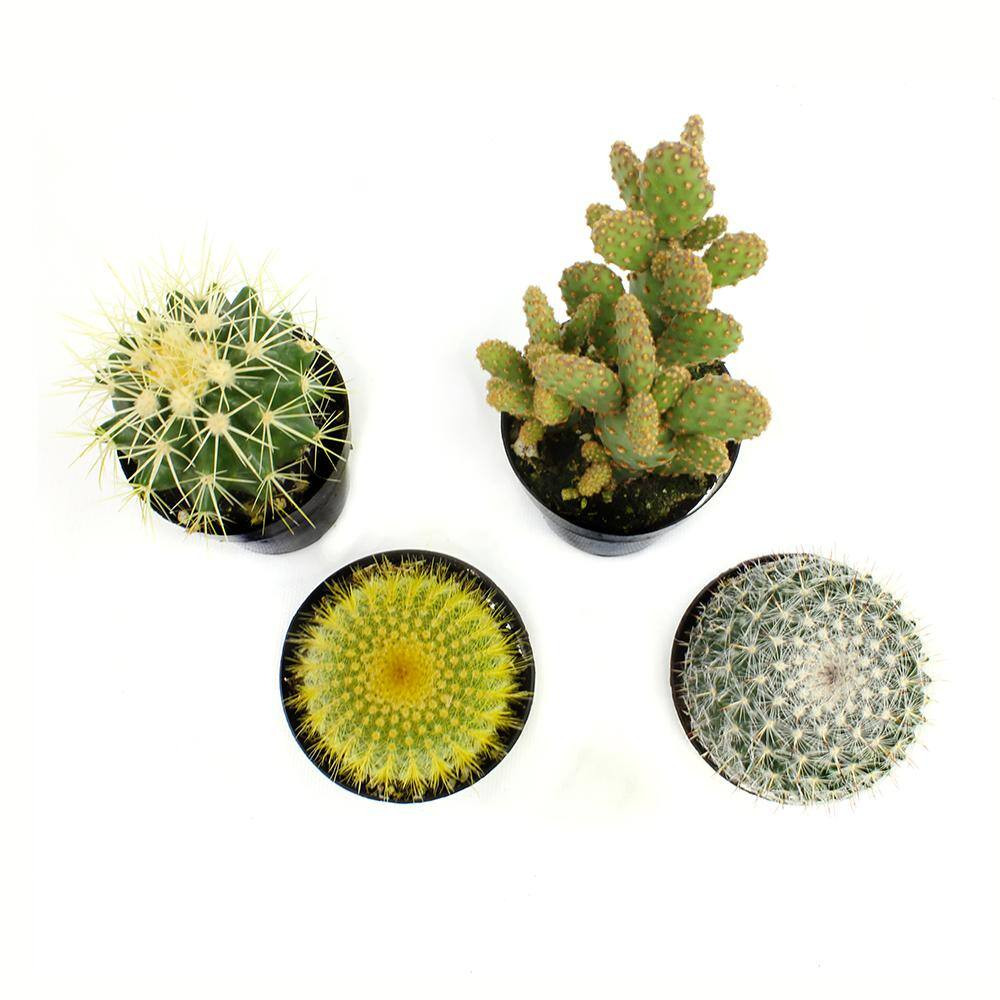 2.5 In. Cactus Plant Collection (4-Pack)