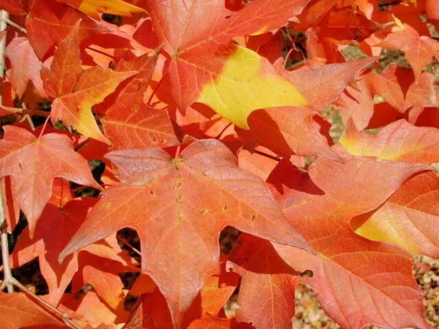 20 LEGACY SUGAR MAPLE SEEDS – Acer saccharum “