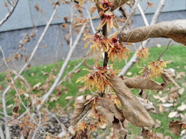 10 AUTUMN EMBERS WITCH HAZEL SEEDS – Hamamelis vernalis