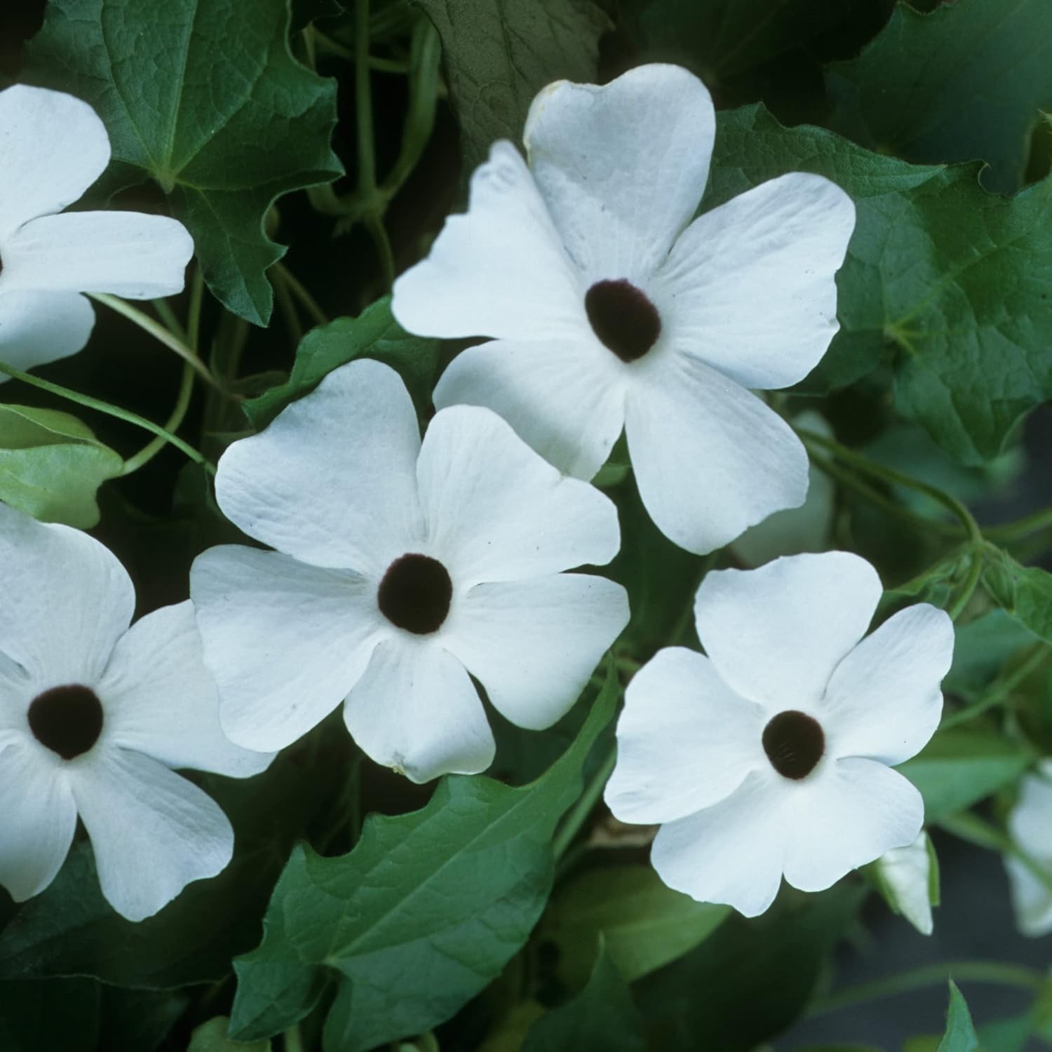 White Black-Eyed Susan Vine Thunbergia – Elegant Black and White Blooms on a …