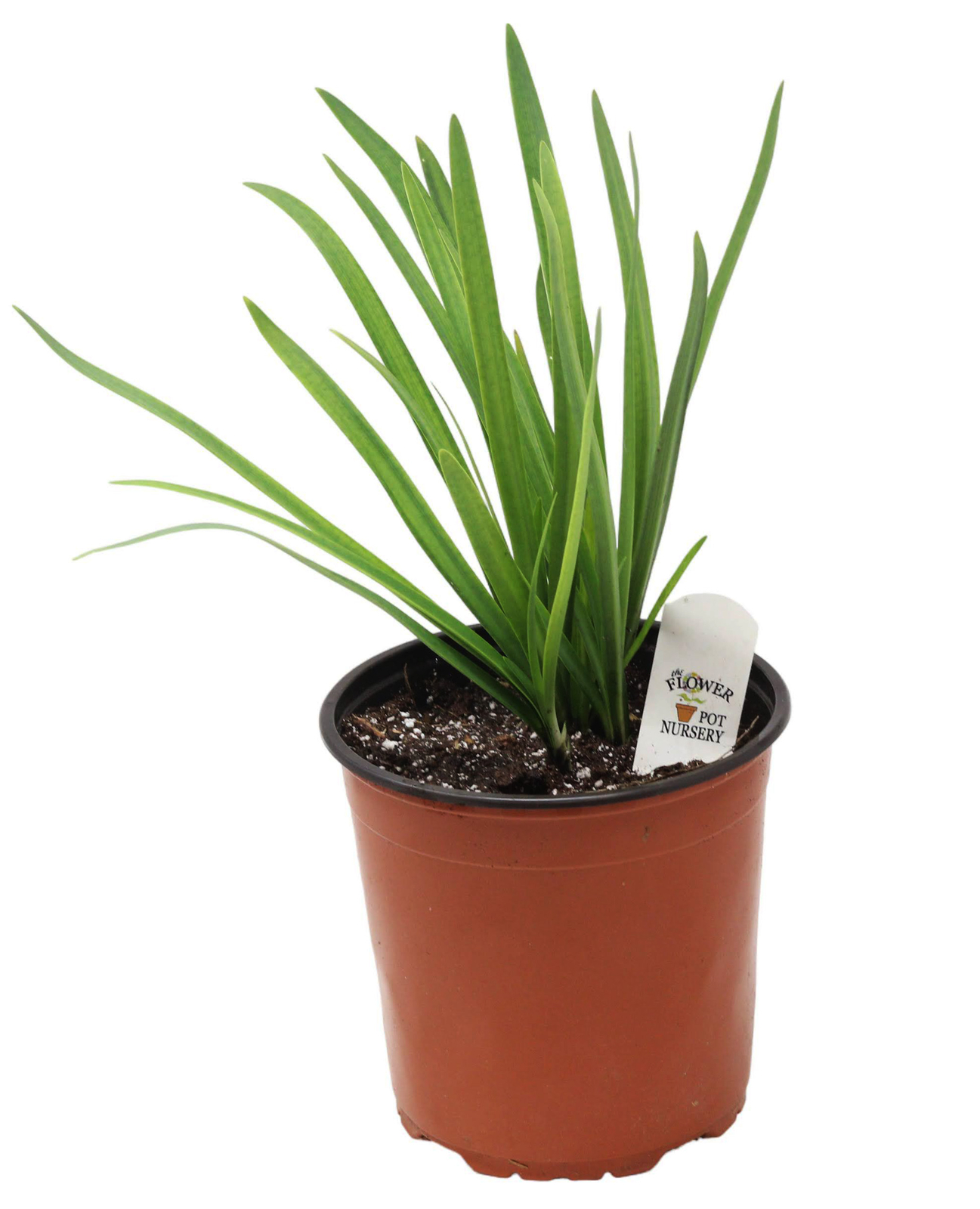 FlowerPotNursery Poppin’ Star Agapanthus Agapanthus s. Poppin’ Star 1 Gallon Pot