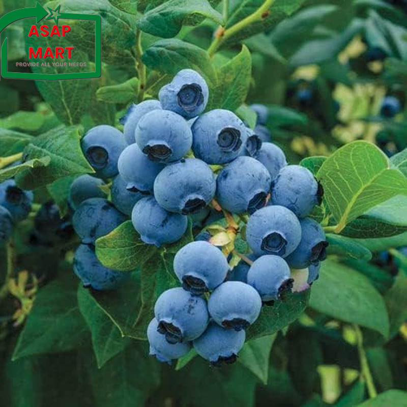 1000+ Mixed Fruit Seeds Berry Seeds for Planting – Strawberry Raspberry Blueberr