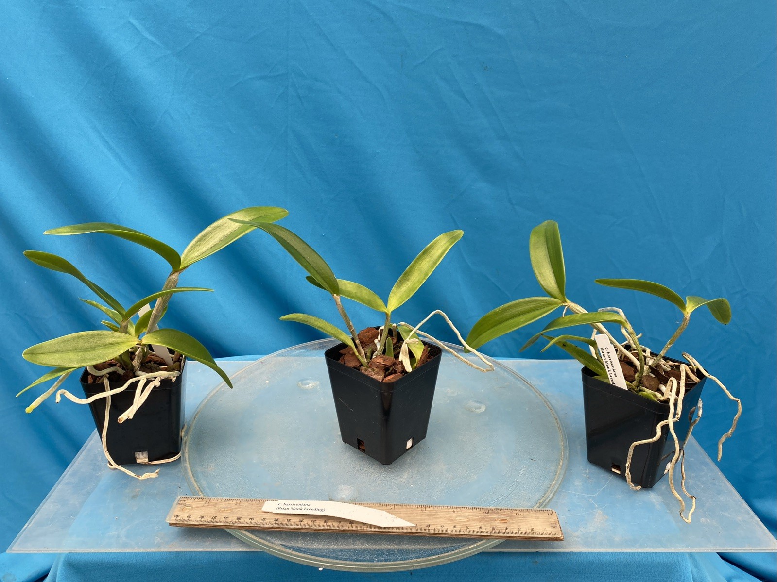 Cattleya harrisoniana Pink White NBS Summer Bloom Seedling Orchid Species 4” Pot