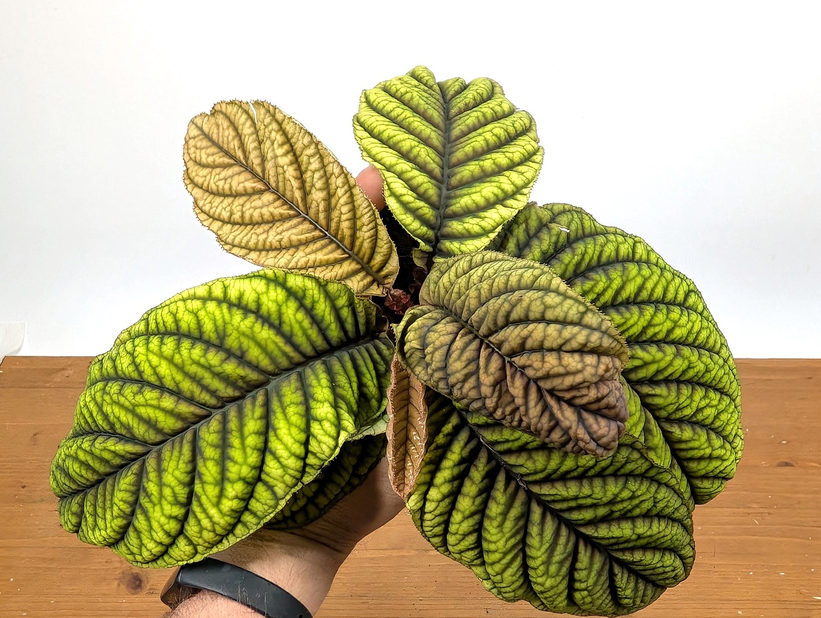 Ardisia Crenata Cool Fire – Deeply Textured Matte Leaves with Red/Green/Yellow
