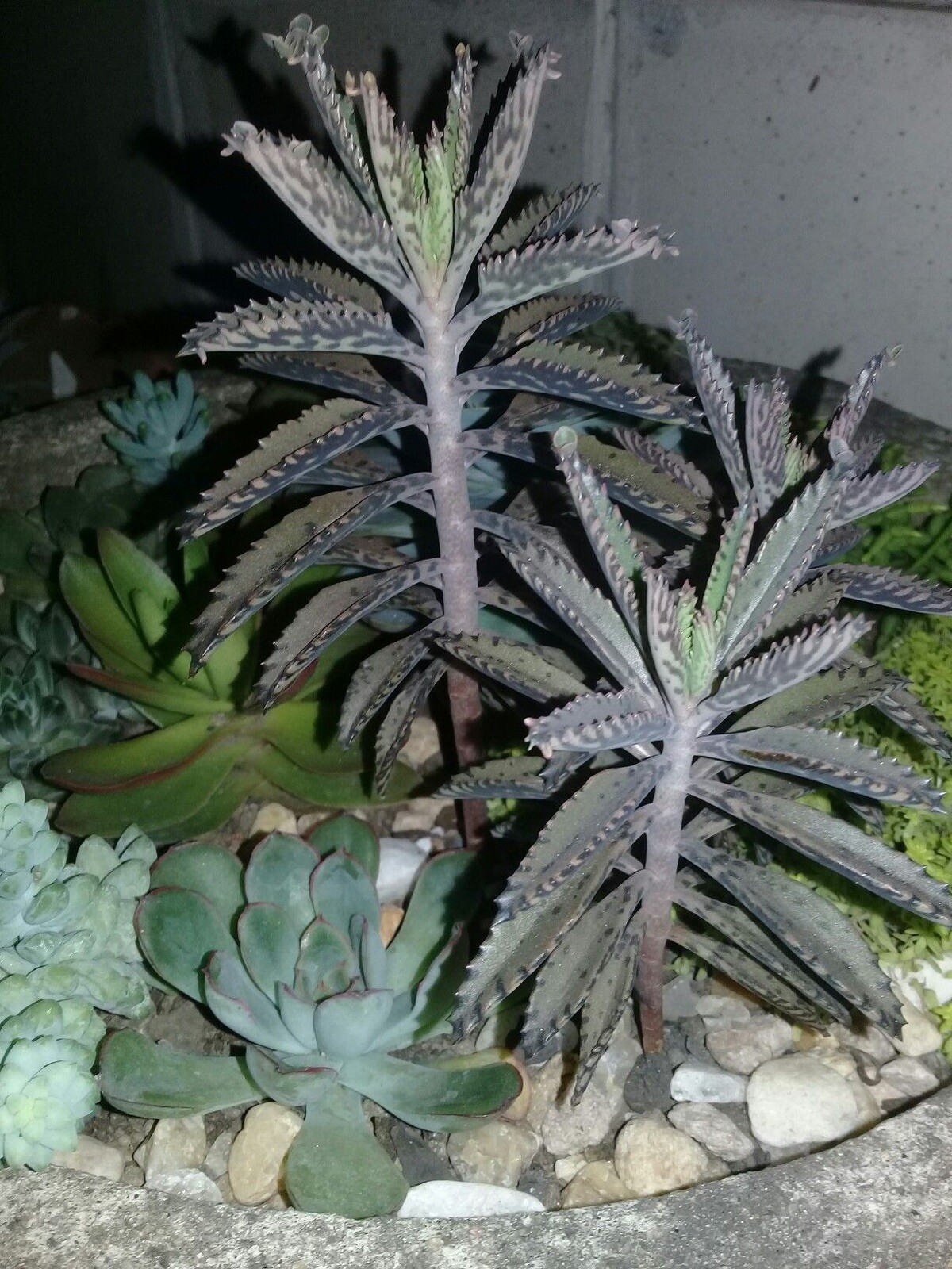 3 PCs Kalanchoe Live Mother of Thousands (Alligator Plants) bare root .