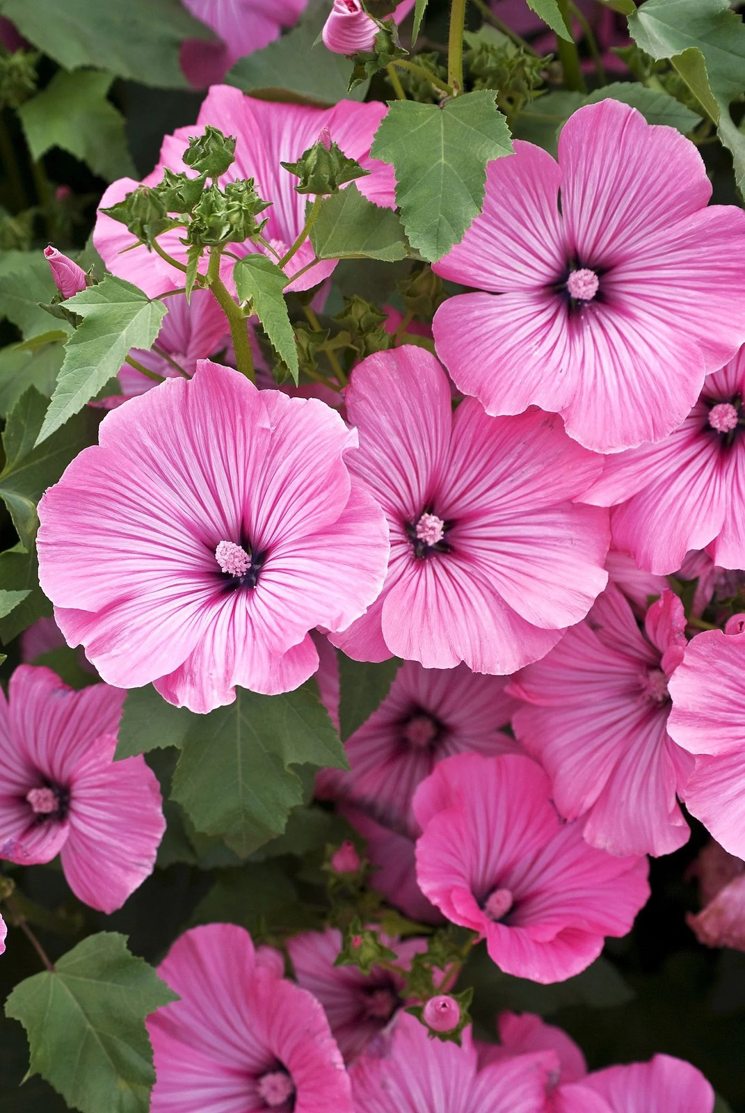Blush Pink Regis Rose Mallow Seeds – For 2025 Planting Malva Trimestris