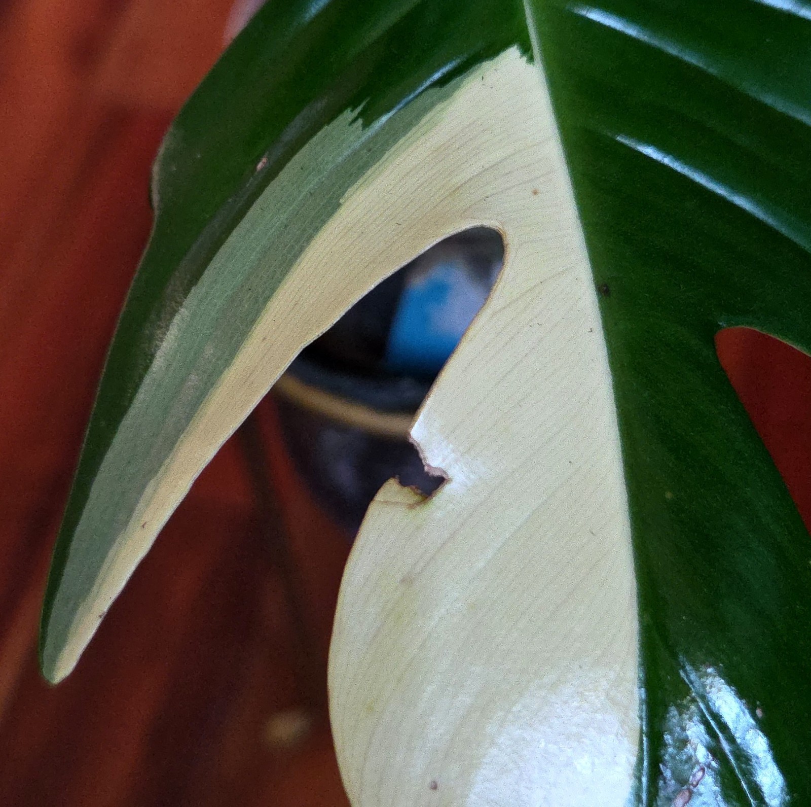 Rare Philodendron Variegated Pedatum 12″ Tall Not Monstera Anthurium Aroid