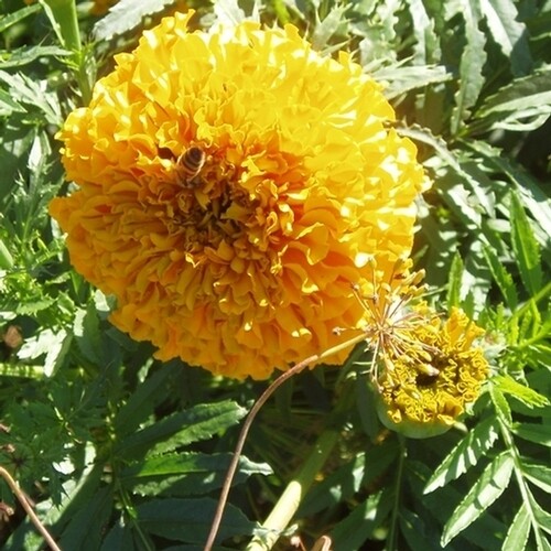 Crackerjack Marigold Seed NON-GMO 4″ Blooms, Insect Repellant & Bright Colors