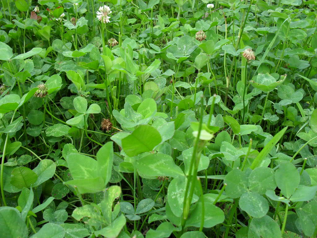 Ladino Clover Seed – 1 Lbs.