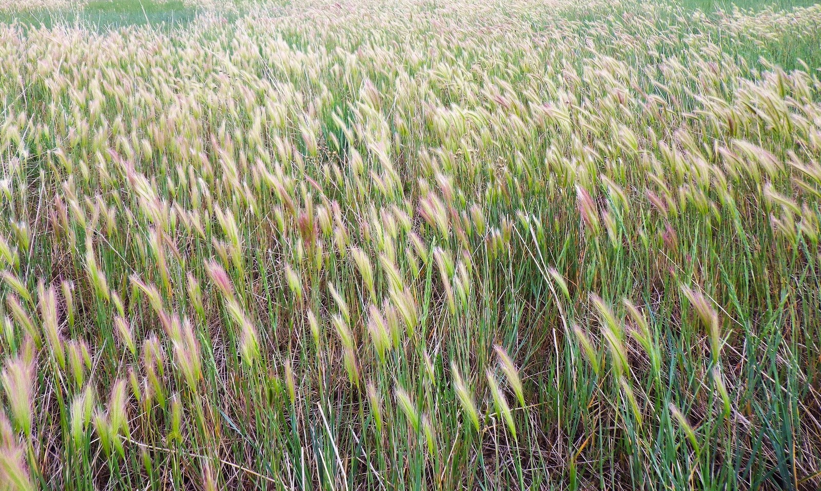 Squirrel Tail Grass Seeds – For 2025 Planting Foxtail Barley Bobtail