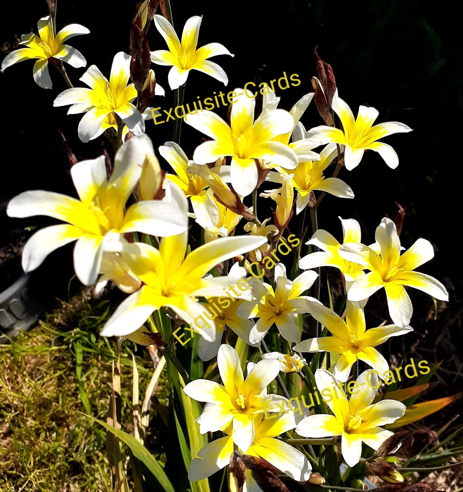3 Sparaxis Grandiflora white yellow Harlequin bulb during summer plant