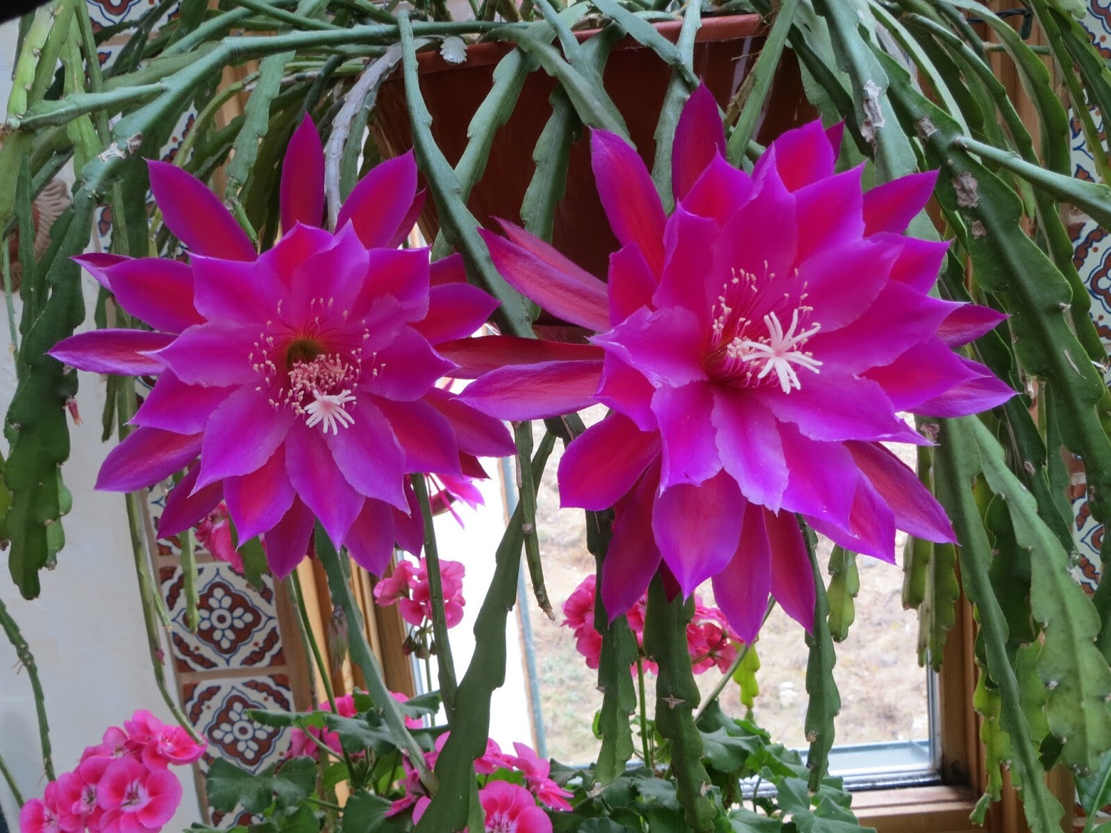 2 Epiphyllum Orchid Fresh cutting plants Cactus 8-12″, orange & purple