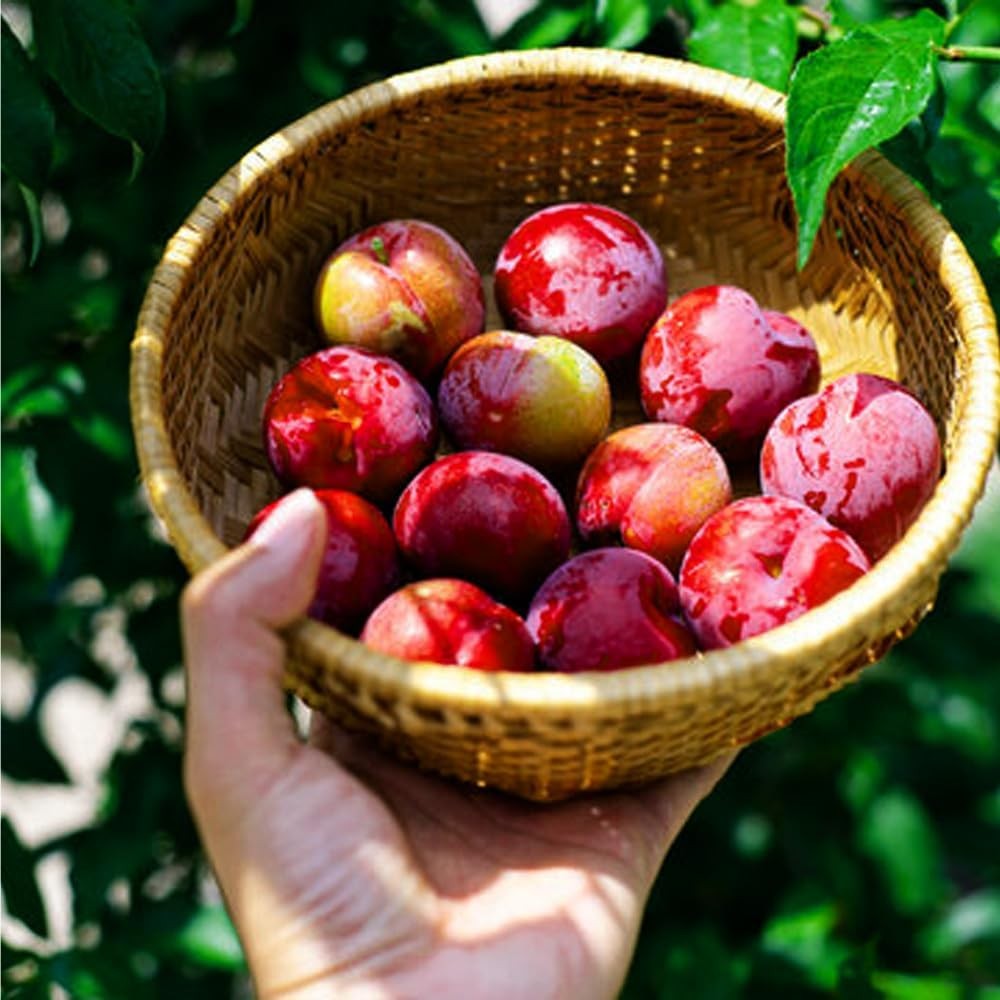 150+ Wild Perennial Plum Trees Fruit Seeds for Planting Outdoors-Organic Native