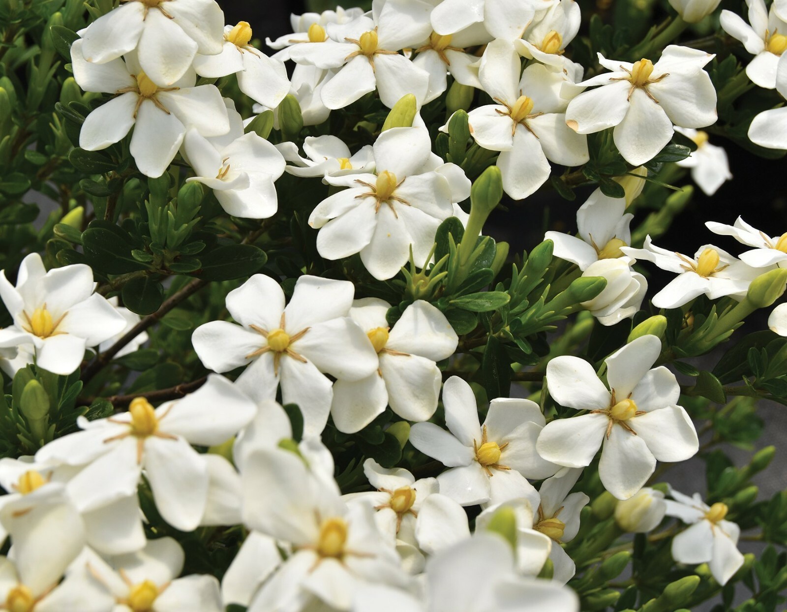 ~~SNOWGIRL~~ Gardenia Jasminoides Plant~~Intensely Fragrant White Flowers
