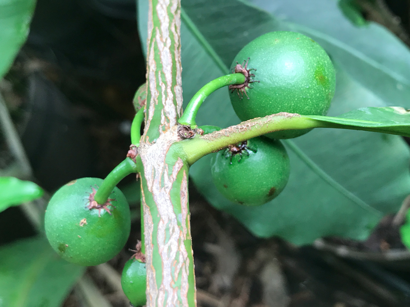 Lemon Drop Mangosteen Garcinia Intermedia Yellow Tropical Fruit Tree Plant