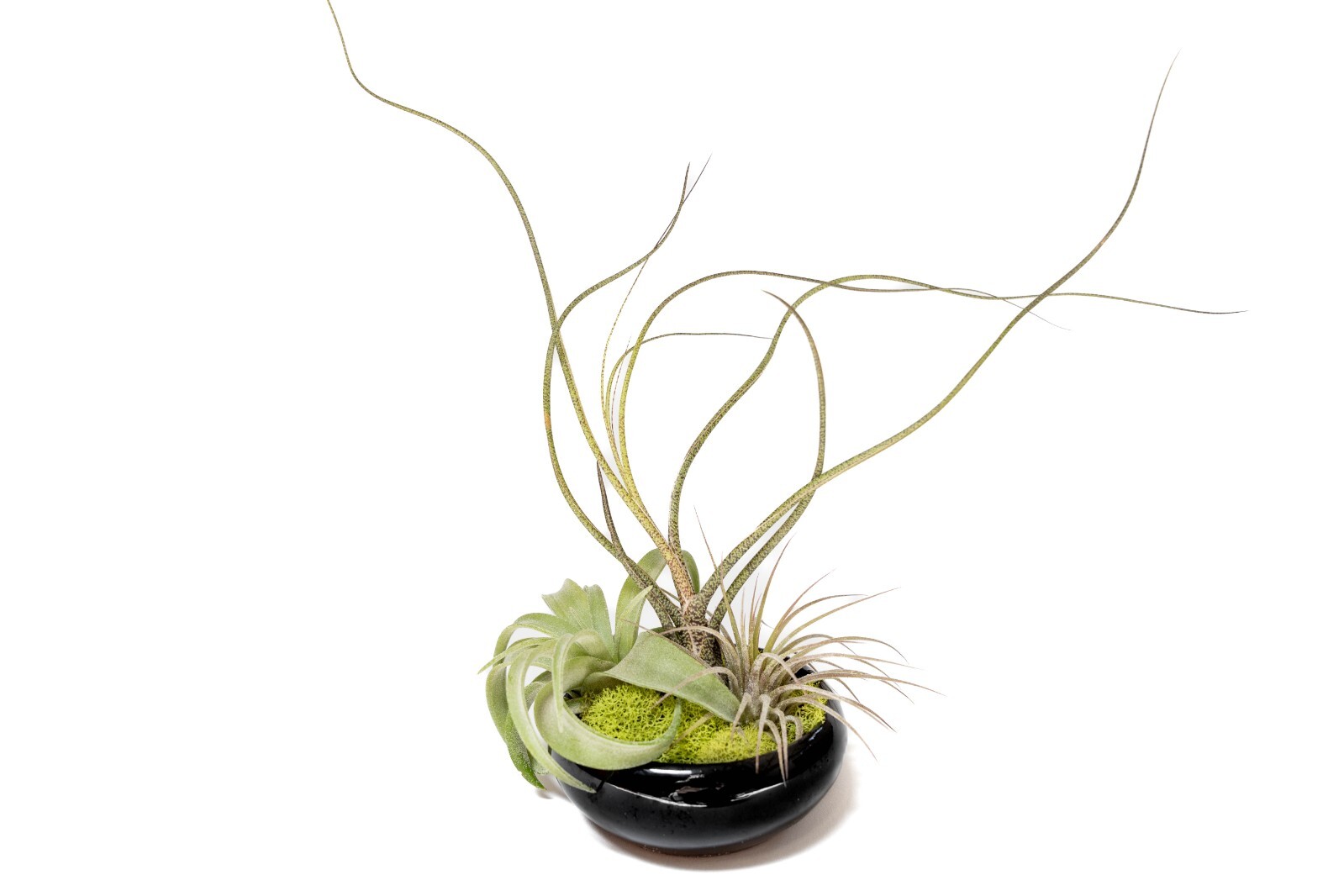 Fully Assembled Tillandsia Dish Garden in Black Glazed Container- Wholesale Bulk