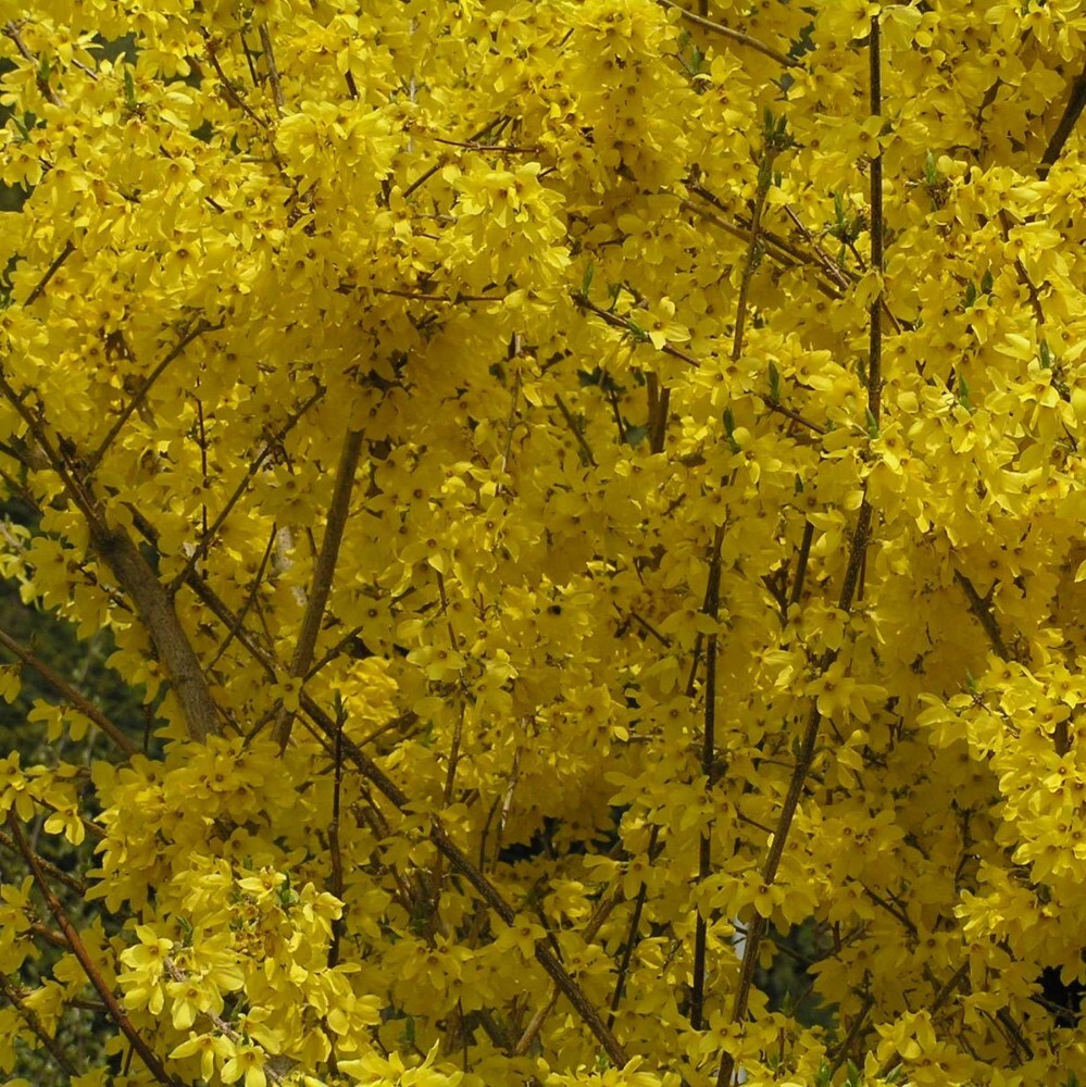TRIFOLIATE FORSYTHIA Forsythia Suspensa – 10+ SEEDS